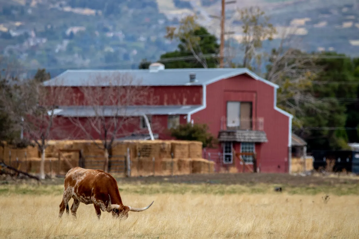 A Longhorn grazing a dry pasture in front of a red barn and stacked hay bales
